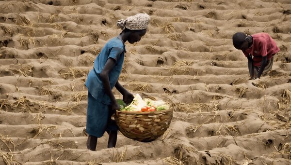 Crise mondiale : comprendre et agir contre la détresse alimentaire